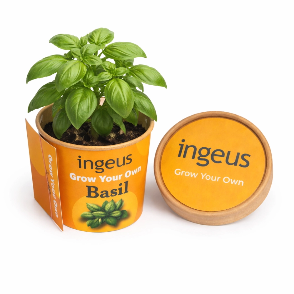 Desktop Herb Garden – Basil