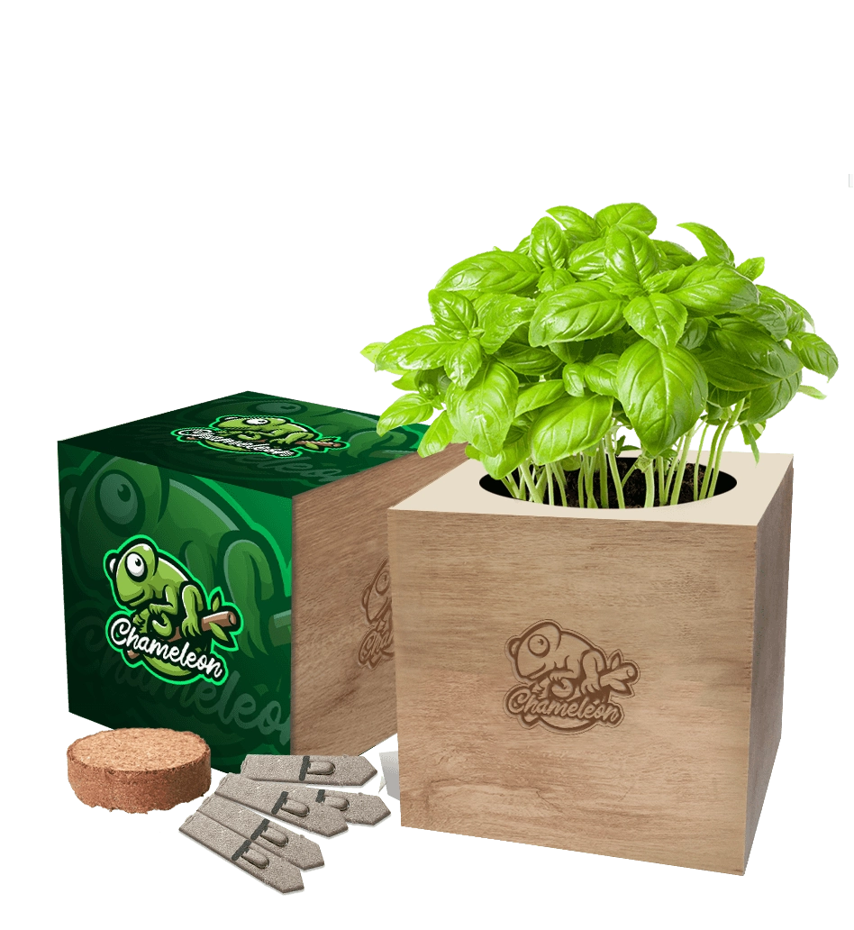 Desktop Cube Seed Gardens