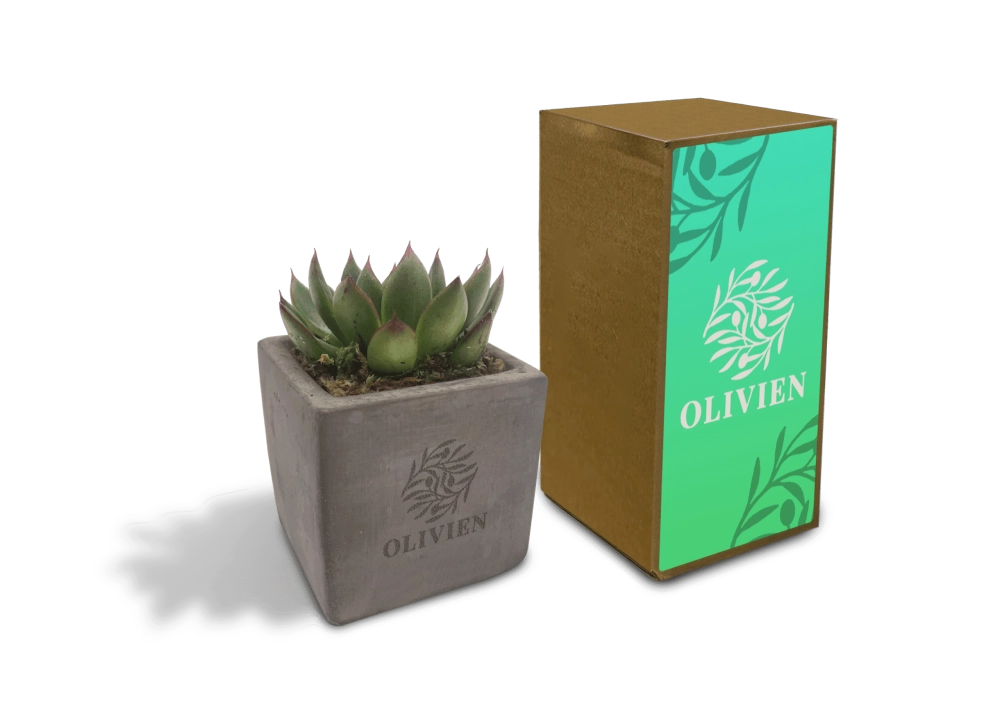 Concrete Succulent