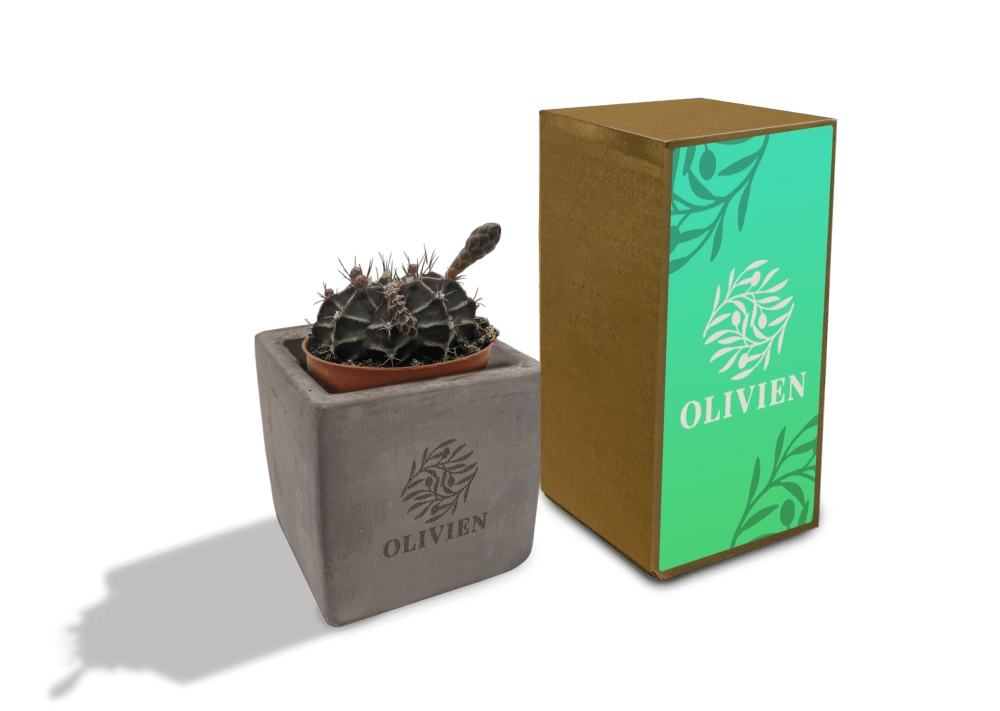 Concrete Cacti